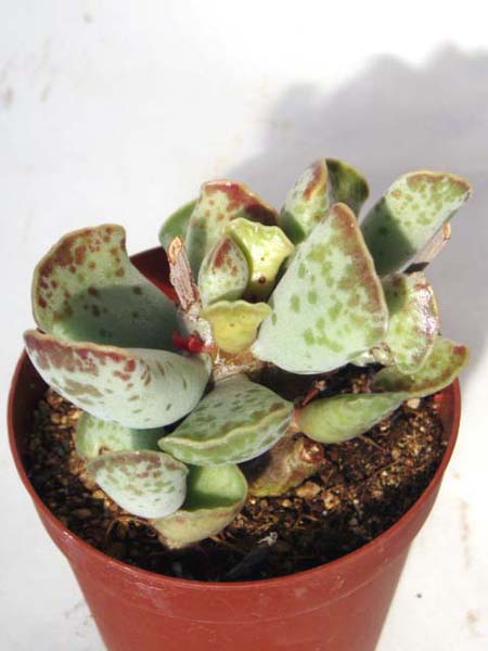 天錦章（てんきんしょう）