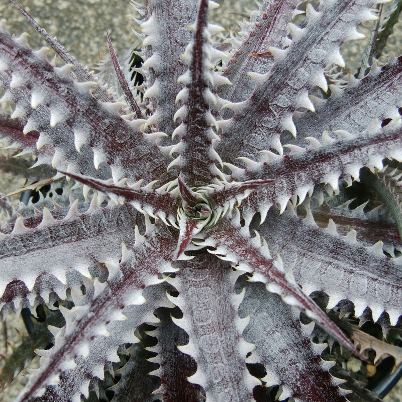ディッキア成長記録：Dyckia 'Bone' x 'Arizona' #Right Hand編