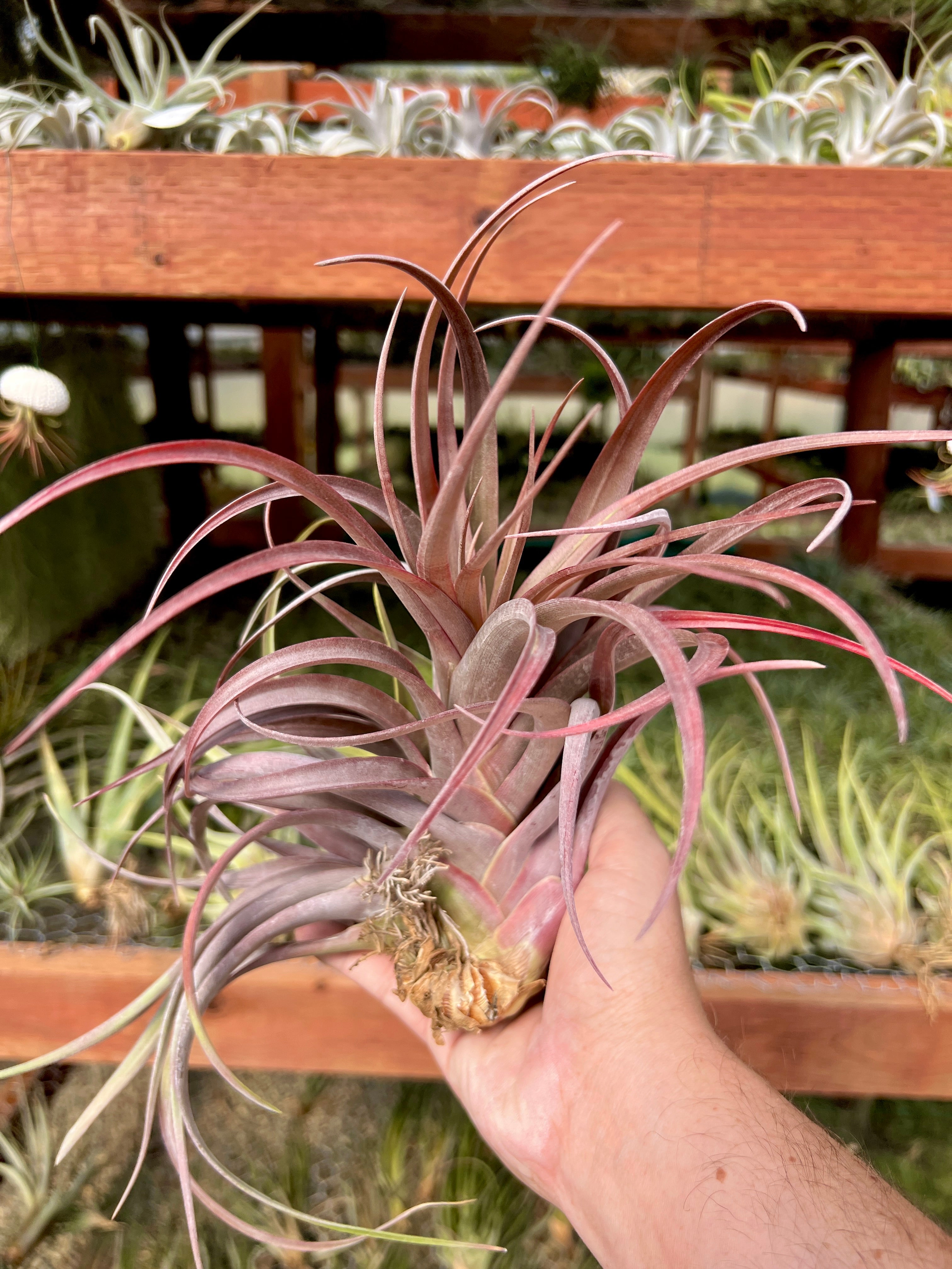 IMG_8287.jpg?v=1743876932&