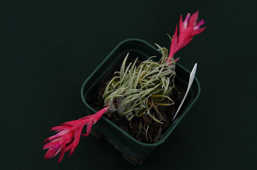 Tillandsia sprengeliana
