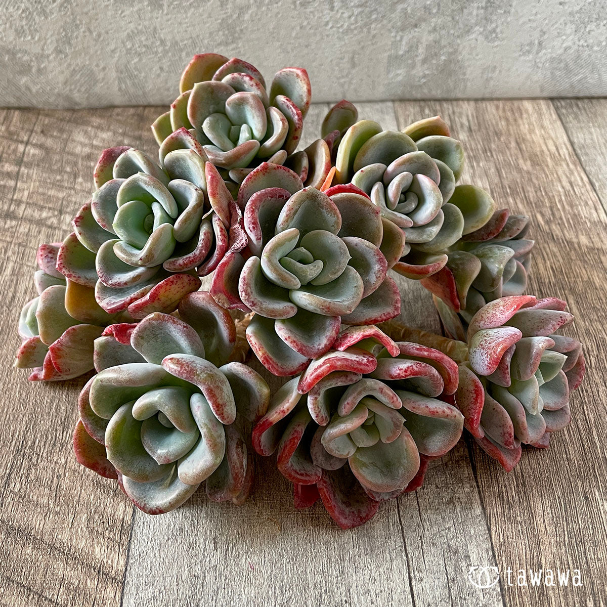 オルペット – 多肉植物の通販・販売サイト tawawa
