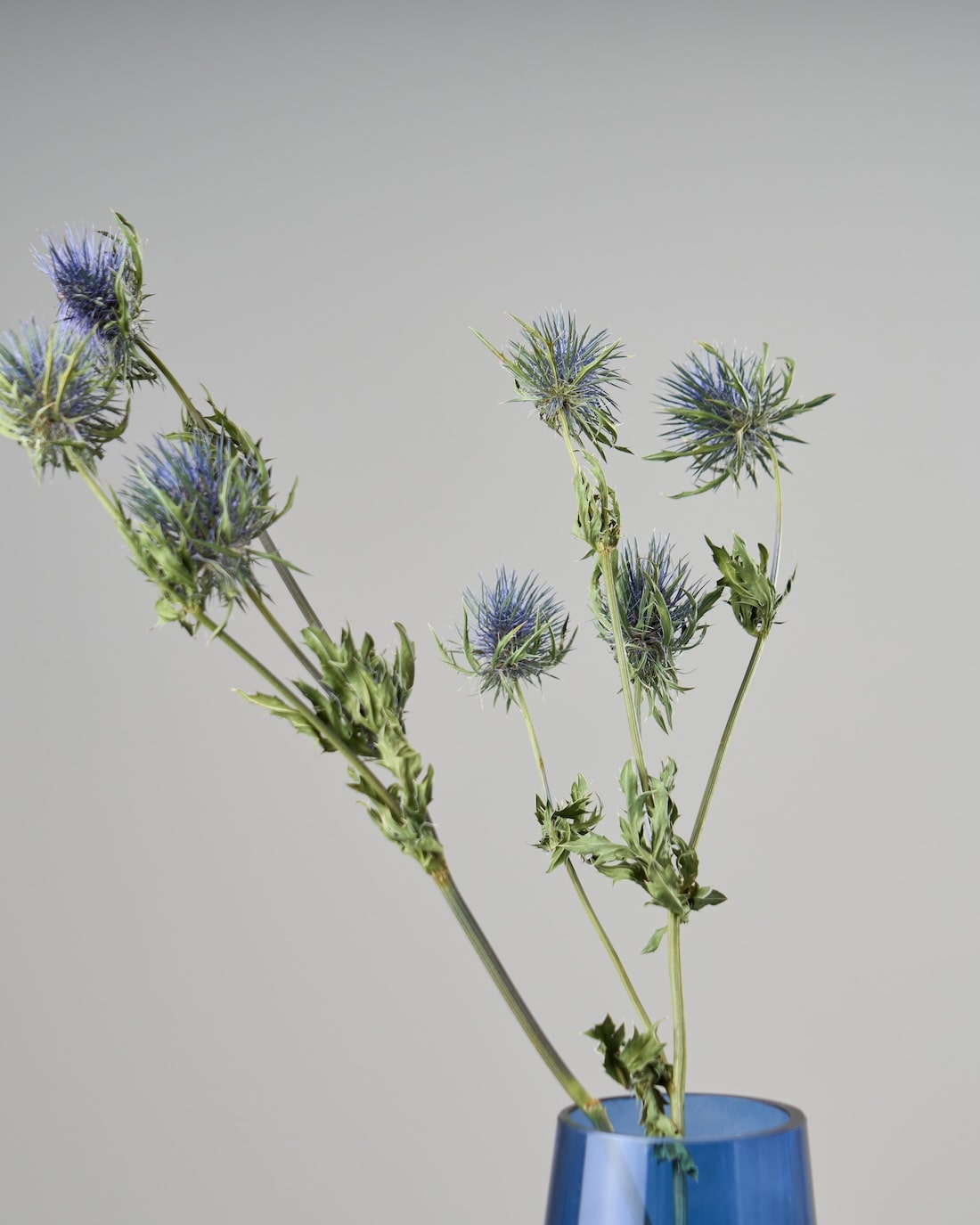 ドライフラワー］エリンジューム マグネーター 商品ページ - 土と風の