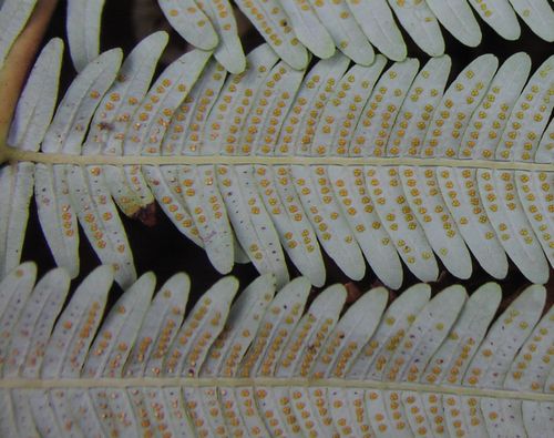 ウラジロの観察