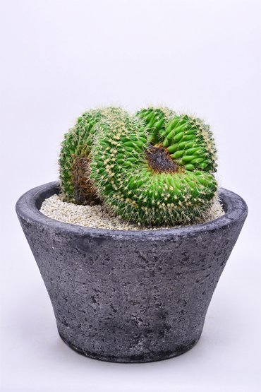 エキノカクタス 金鯱綴化 | 叢 – くさむら – Qusamura