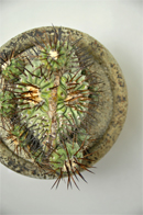 黒王丸モンストローサ | 叢 – くさむら – Qusamura