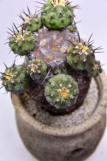 2/50 コピアポア 黒王丸 | 叢 – くさむら – Qusamura