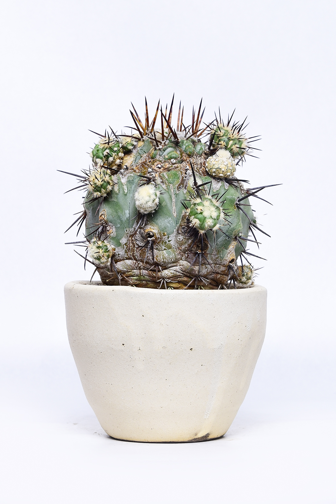 コピアポア 強刺黒王丸 | 叢 – くさむら – Qusamura