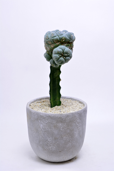 ロホホラ 大疣銀冠玉 | 叢 – くさむら – Qusamura