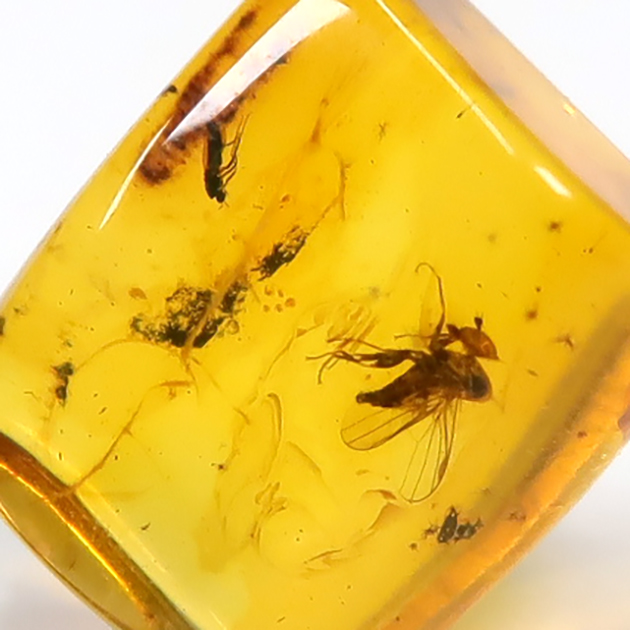 虫入り琥珀（Insects in Amber）｜化石販売・鉱物販売の東京サイエンス