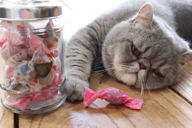 猫のまたたびおもちゃ まんまのまたたび 商品詳細｜山葡萄かごバック