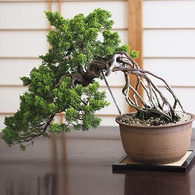 懸崖の根上がりの真柏｜盆栽妙 – 盆栽妙 本店