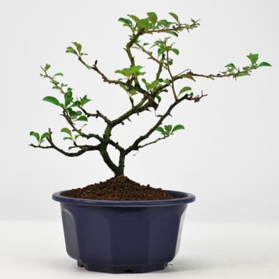 盆栽素材 長寿梅 大を販売｜盆栽妙 – 盆栽妙 本店