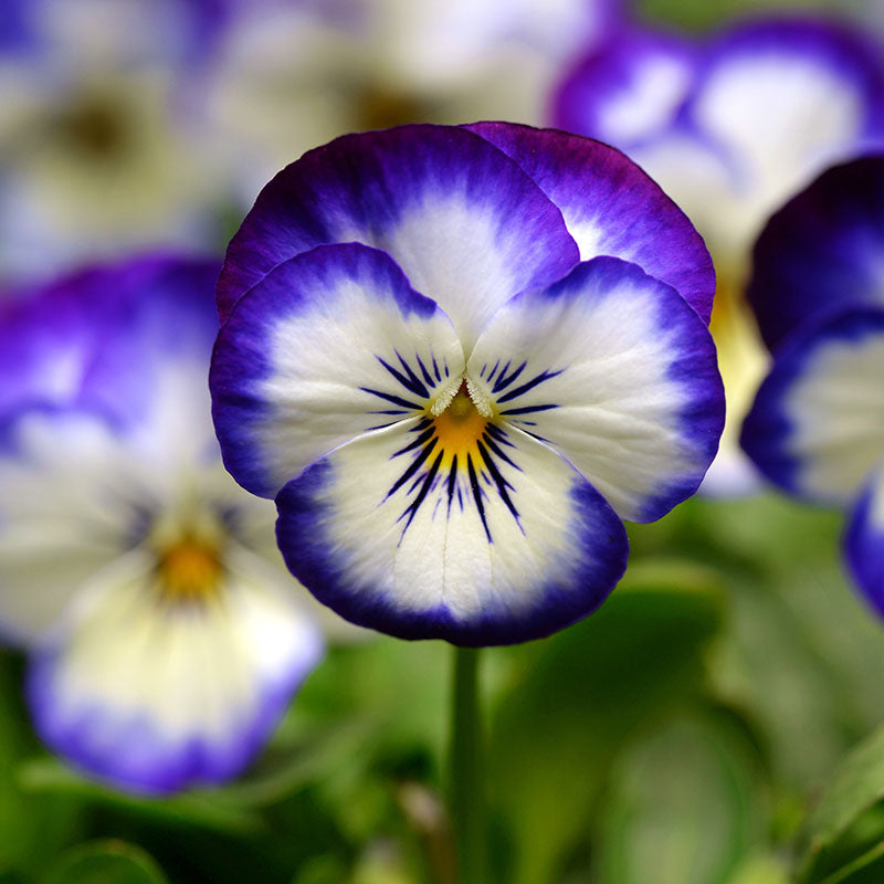 Viola Sorbet XP Autumn Select Mix F1 Seed – Harris Seeds