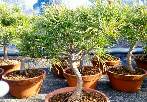 吾妻五葉松盆栽 山野草や植木・苗、ミニ盆栽、鳴子石の園芸資材の通販