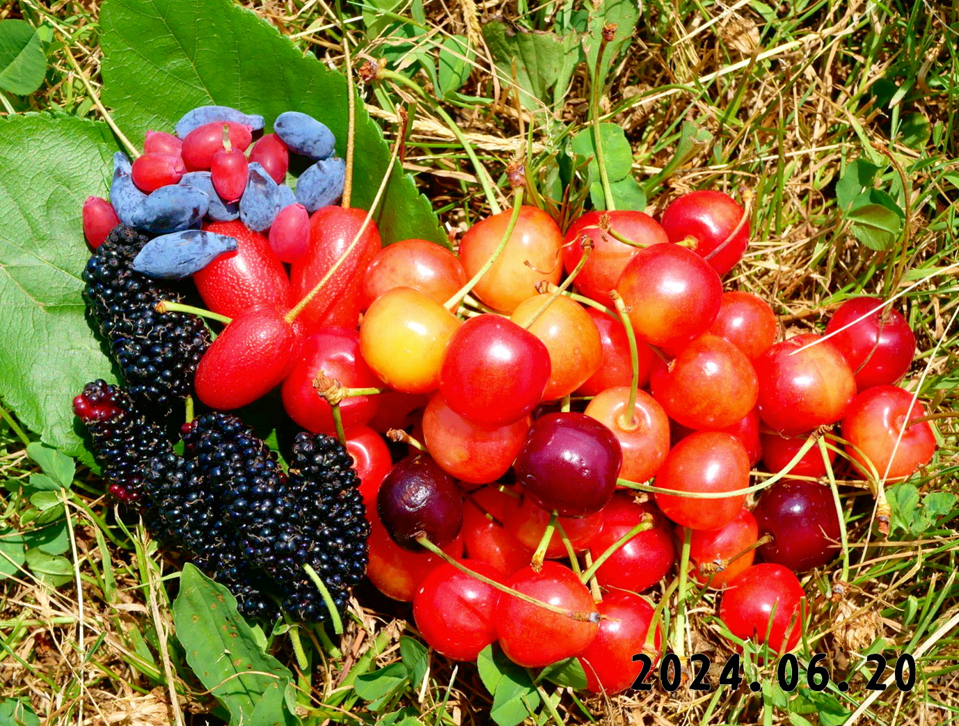 森果樹印のくだもの日記☆2024夏－ようこそ、森の中の果樹園へ