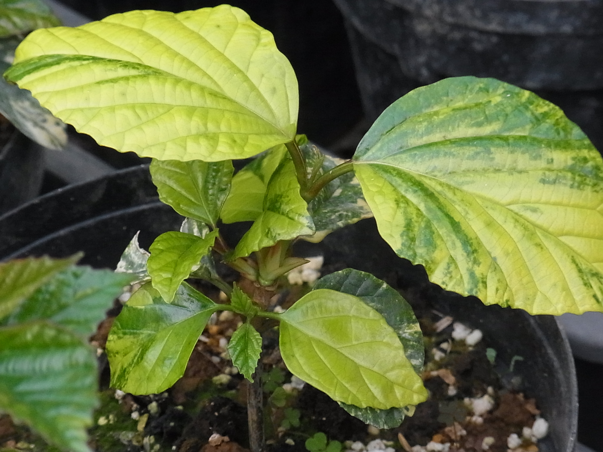 ハクサンボク'斑入'（斑入りハクサンボク）の新葉 | 樹木好き！ I Love