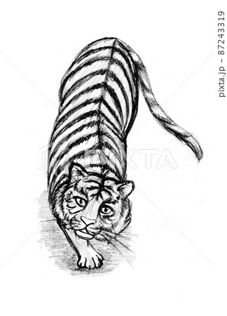 虎 鉛筆画のイラスト素材 [87243319] - PIXTA