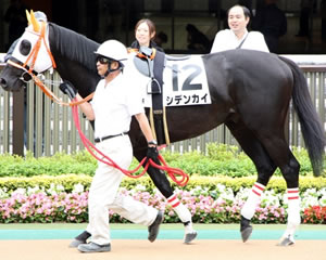 PIATNIK製 トランプ リピッツァナー(軽種馬) Lipizzaner I PIATNIKトランプ、ピアトニックトランプ、オーストリア製トランプ