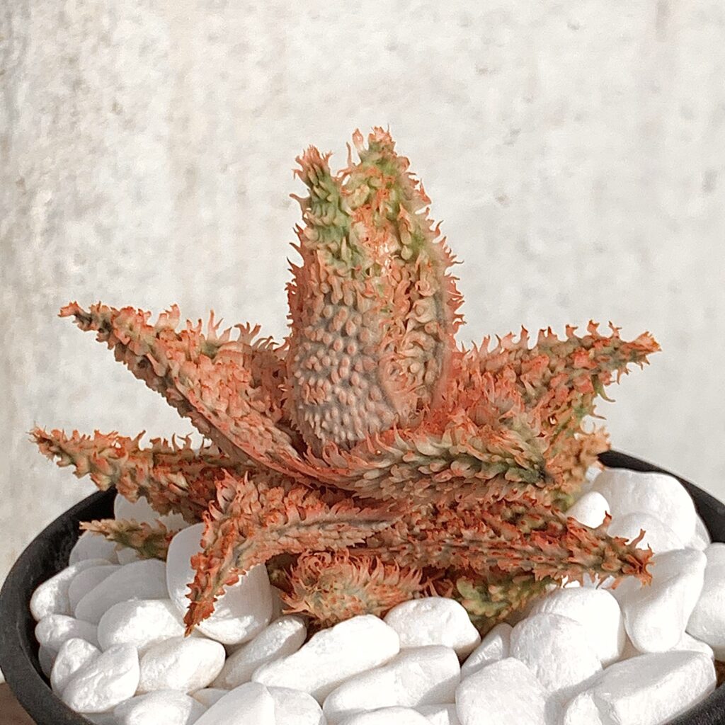 アロエ・テンプラの育て方｜初心者でも失敗しないケアと増やし方を徹底