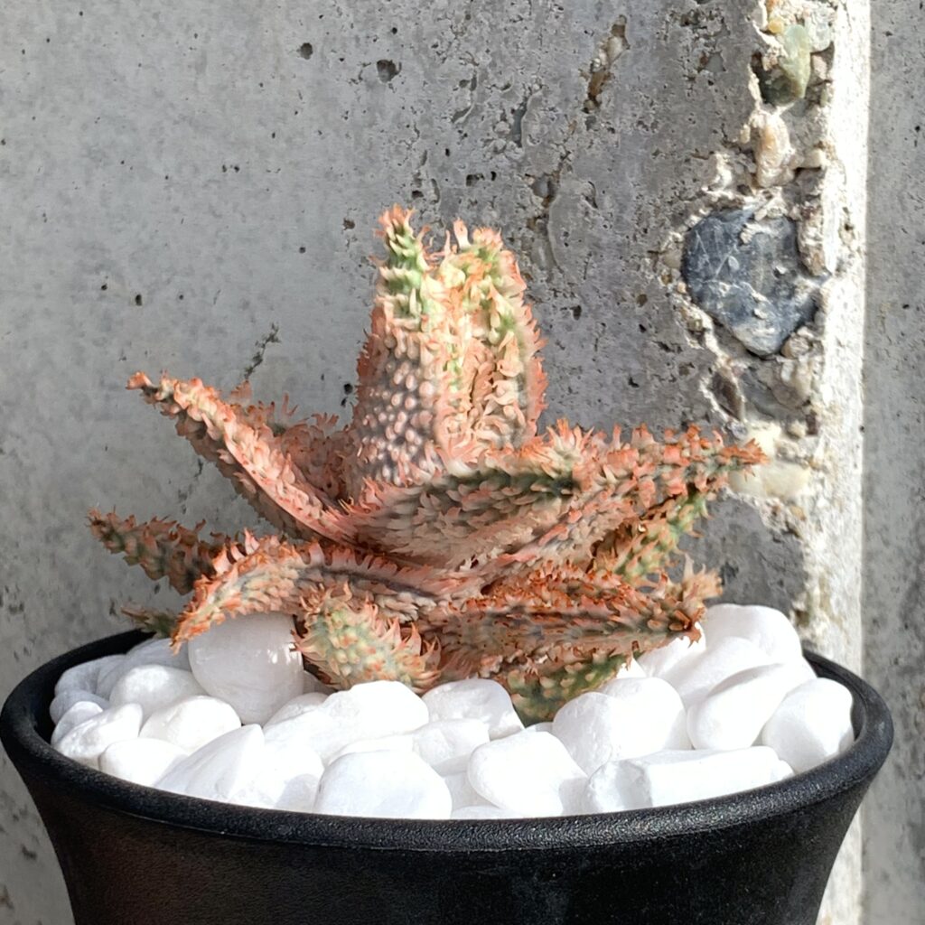 アロエ・テンプラの育て方｜初心者でも失敗しないケアと増やし方を徹底