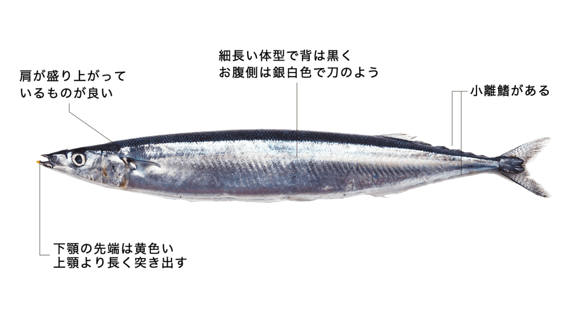 サンマ 【秋刀魚】の特徴・生態、食べ方や旬、料理を徹底解説！ | とともん