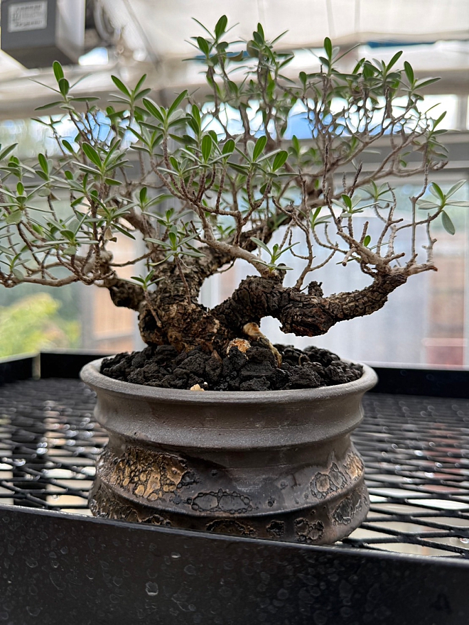 GOOD DAYS高根沢店（塊根植物店）にてよこやま鉢販売開始！ | 益子焼