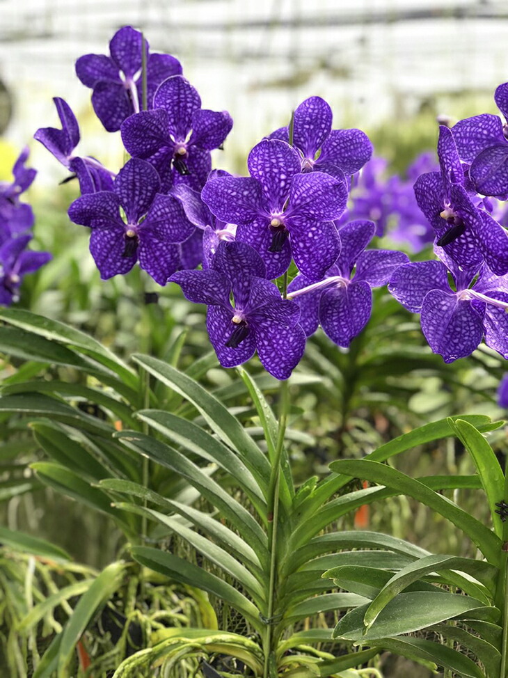 楽天市場】洋ランの苗『バンダ「パチャラデライト 'ブルー'」【花咲く