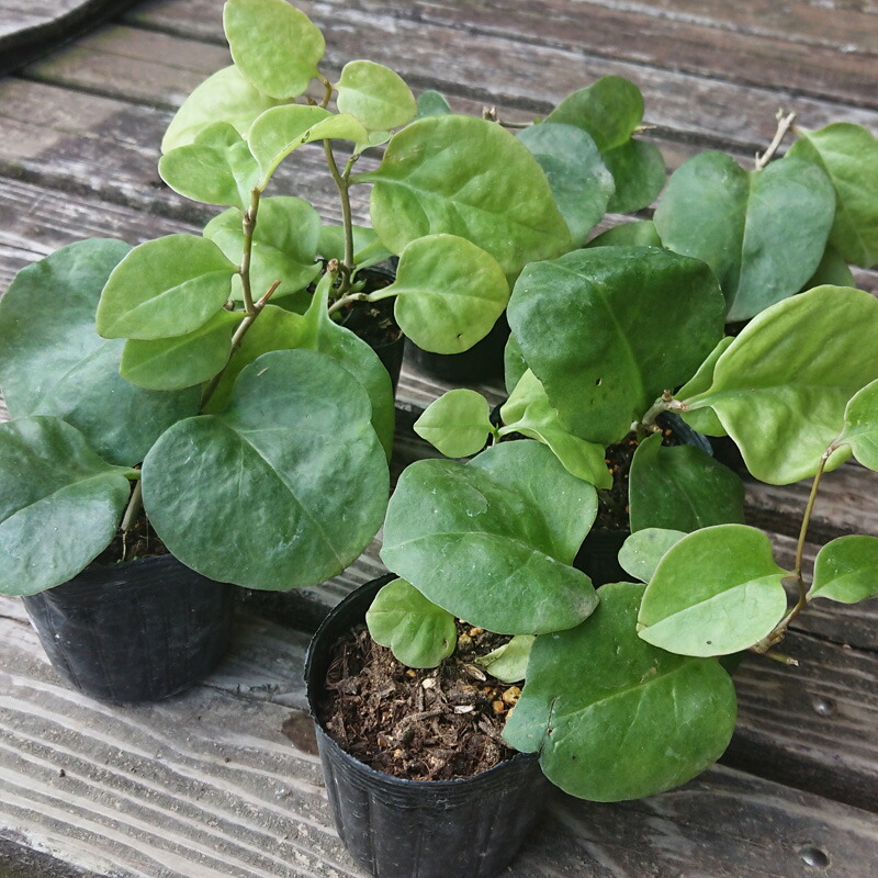 楽天市場】『オカワカメ（雲南百薬）苗 6個セット』ビタミンA