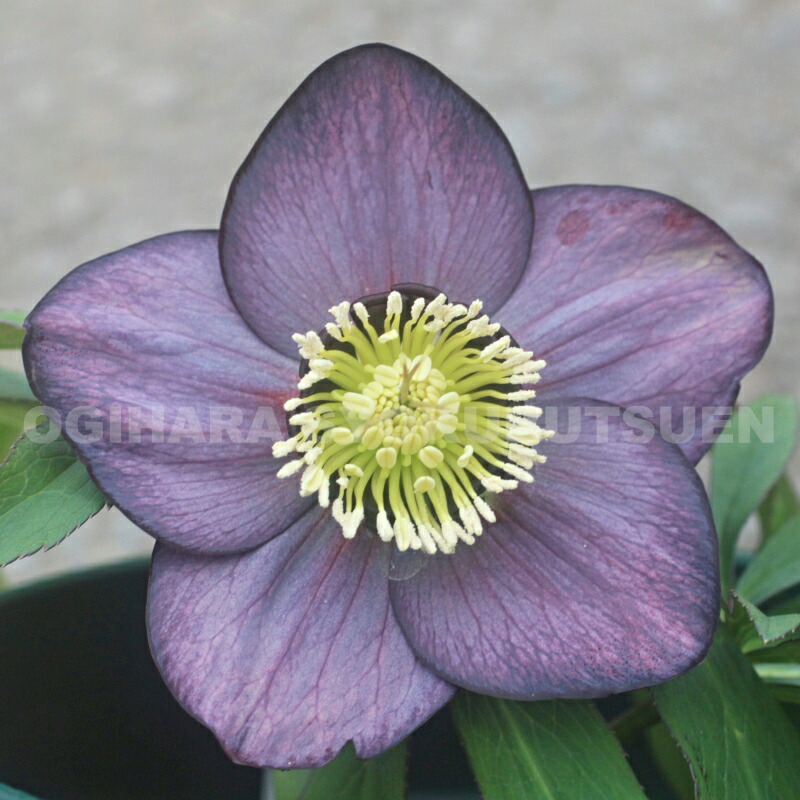 楽天市場】クリスマスローズ グレー系（シングル）大苗 : おぎはら植物園