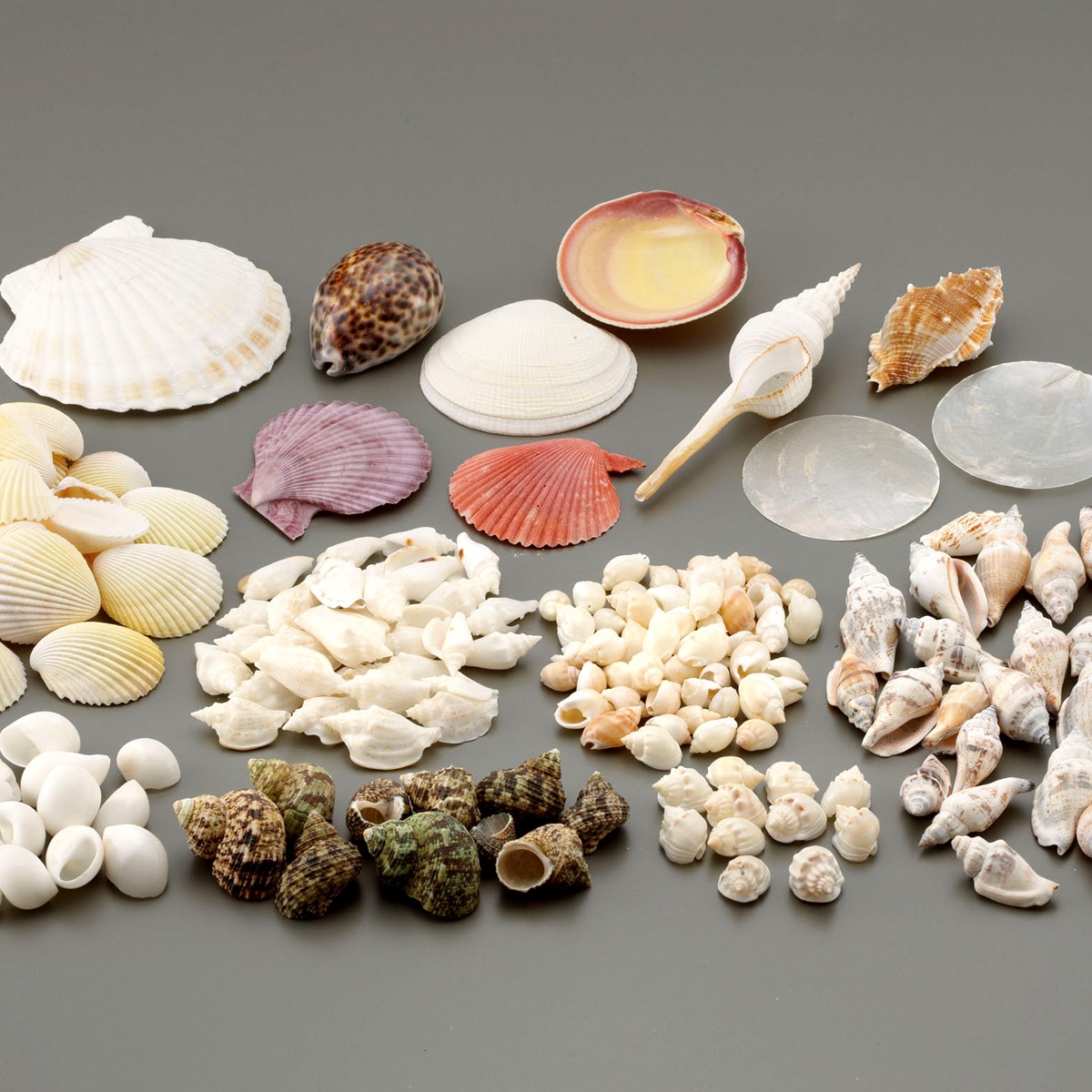 楽天市場】シェル アソート 1kg 【 飾り デコ素材 アクセサリー