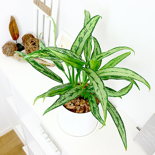 楽天市場】＼ポイント5倍／希少種 アグラオネマ カトラス 陶器鉢 白