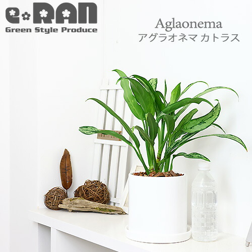 楽天市場】＼ポイント5倍／希少種 アグラオネマ カトラス 陶器鉢 白