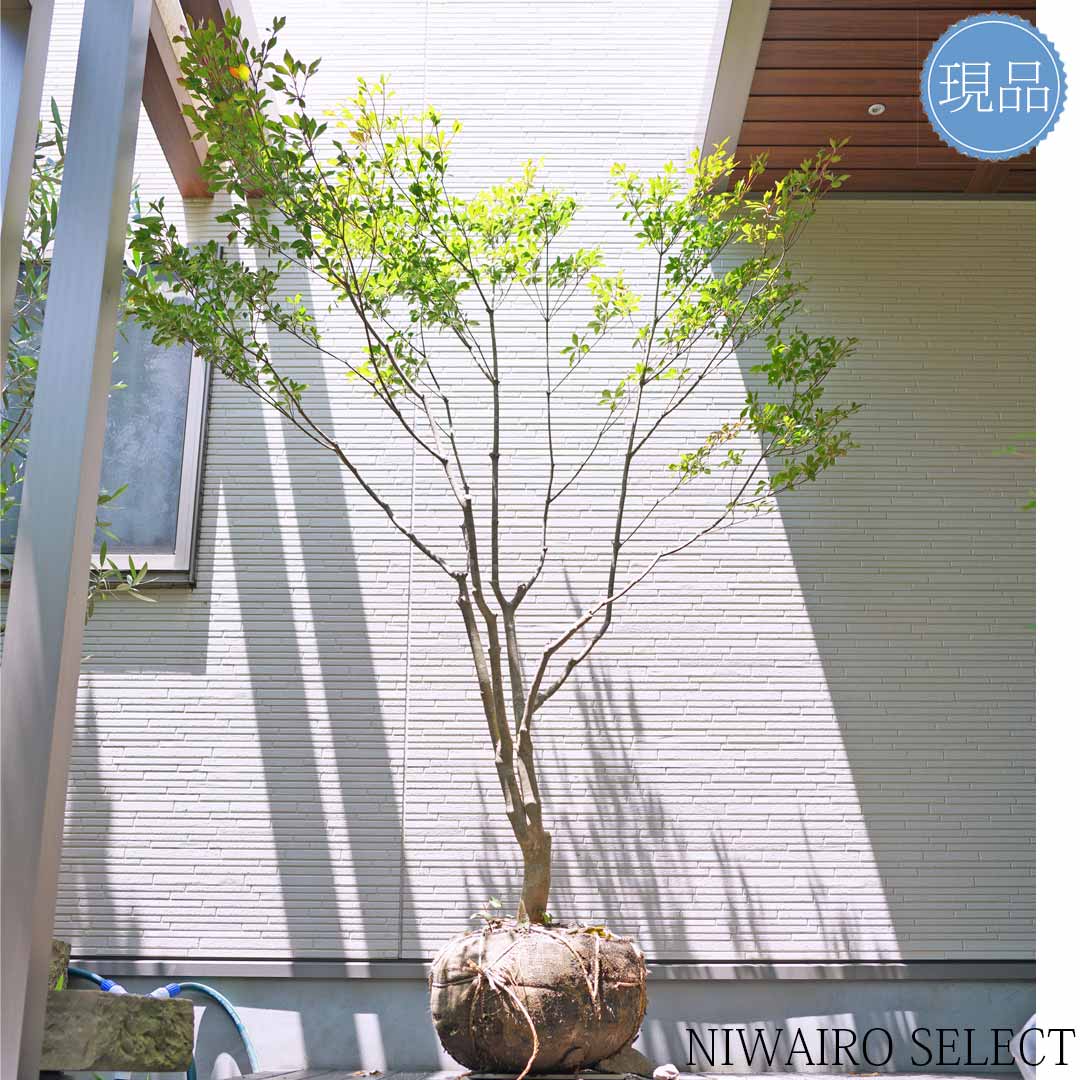 ドウダンツツジ 雑木 ――アオダモ アオハダ カエデ モミジ 山彩り