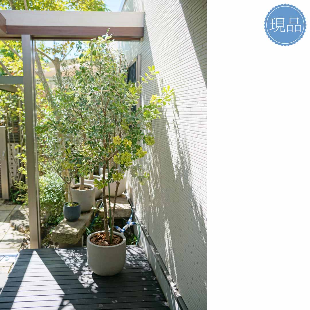 楽天市場】鉢植え【バンクシア】コースト オージープランツ 自然風樹形