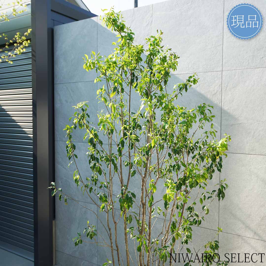 楽天市場】【現品】【ソヨゴ】株立ち 自然風樹形 雌雄不明 樹高H≒210