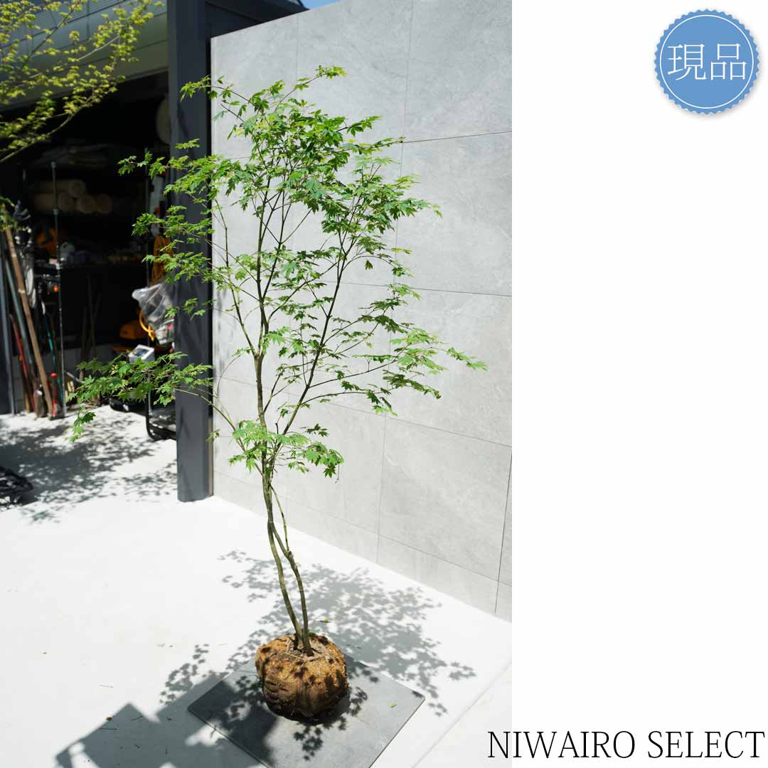 楽天市場】【現品】山採り【コハウチワカエデ】小羽団扇楓 株立ち 自然