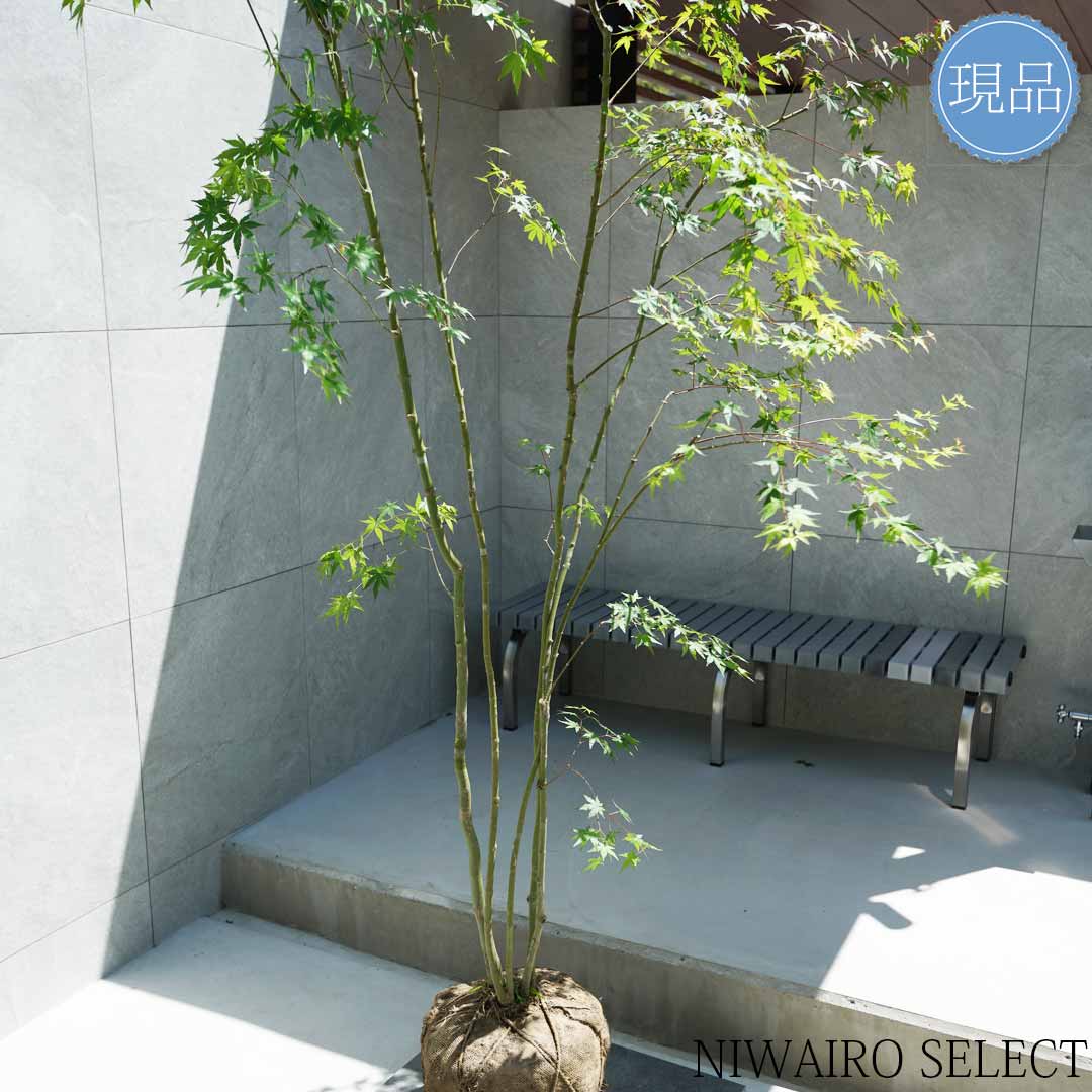 楽天市場】【現品】山採り【イロハモミジ】紅葉 株立ち 自然風樹形