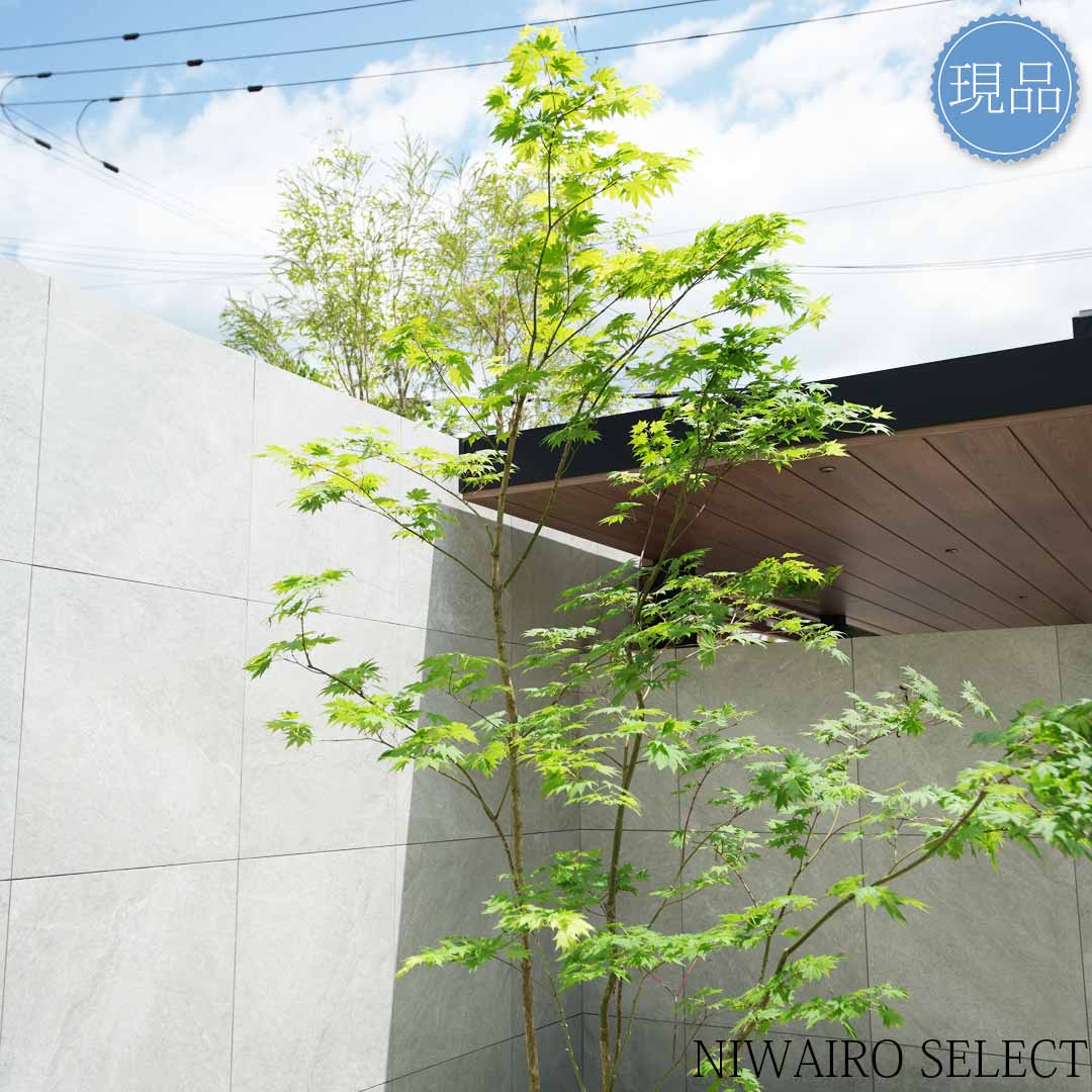 楽天市場】【現品】山採り【ヒナウチワカエデ】雛団扇楓 株立ち 自然風