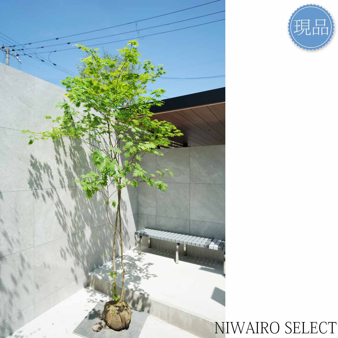 楽天市場】【現品】山採り【ヒナウチワカエデ】雛団扇楓 株立ち 自然風