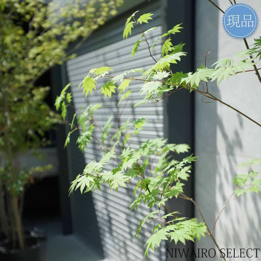 楽天市場】【現品】山採り【ヒナウチワカエデ】雛団扇楓 株立ち 自然風