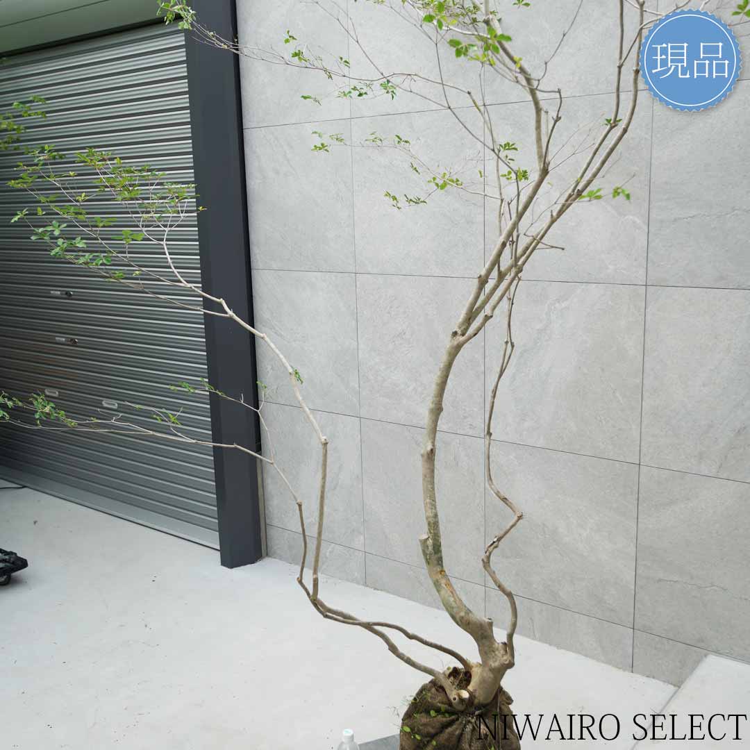 楽天市場】【現品】山採り【大型ドウダンツツジ】灯台躑躅 本株立ち