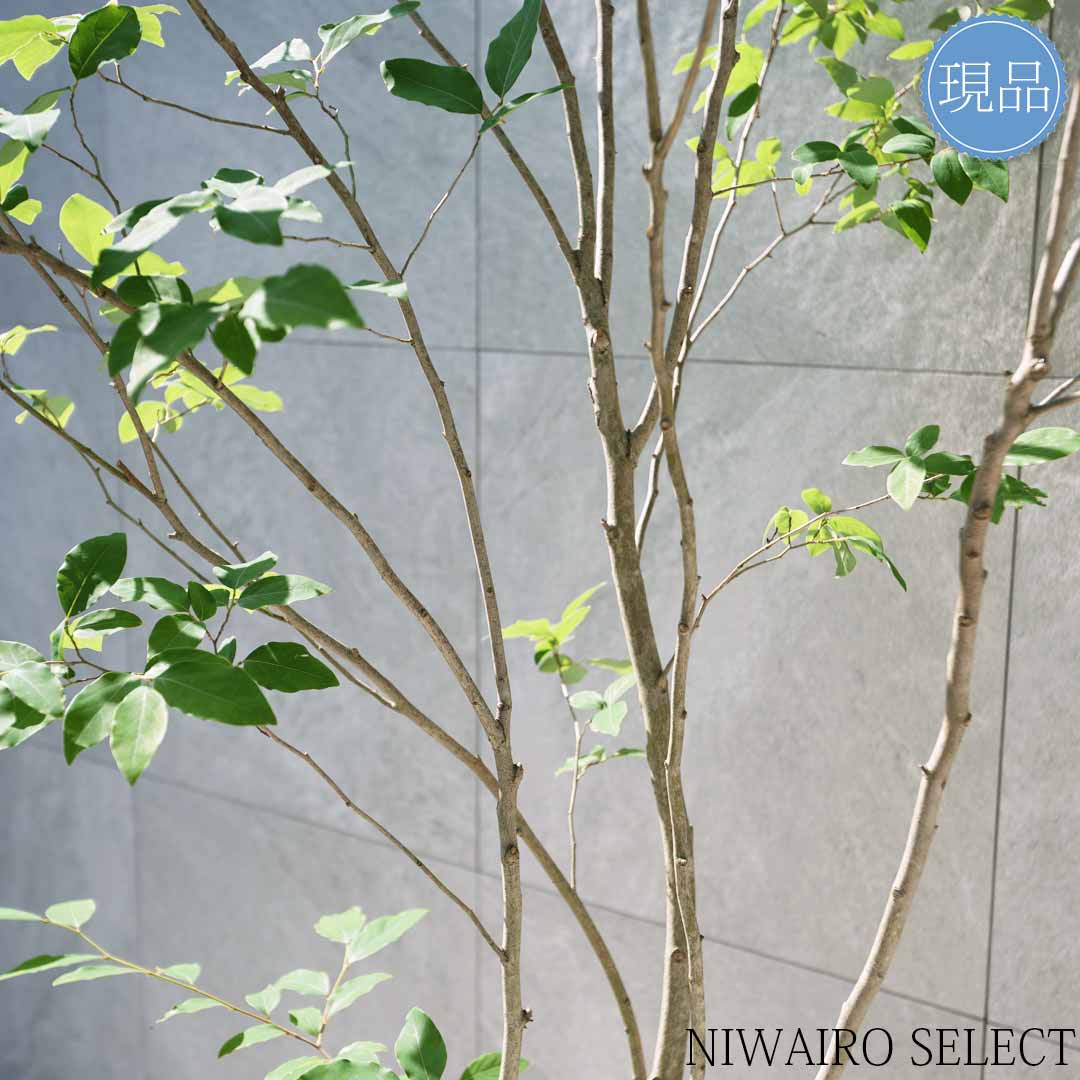 楽天市場】【現品】【ヤマコウバシ】山香ばし 株立ち 自然風樹形 樹高H