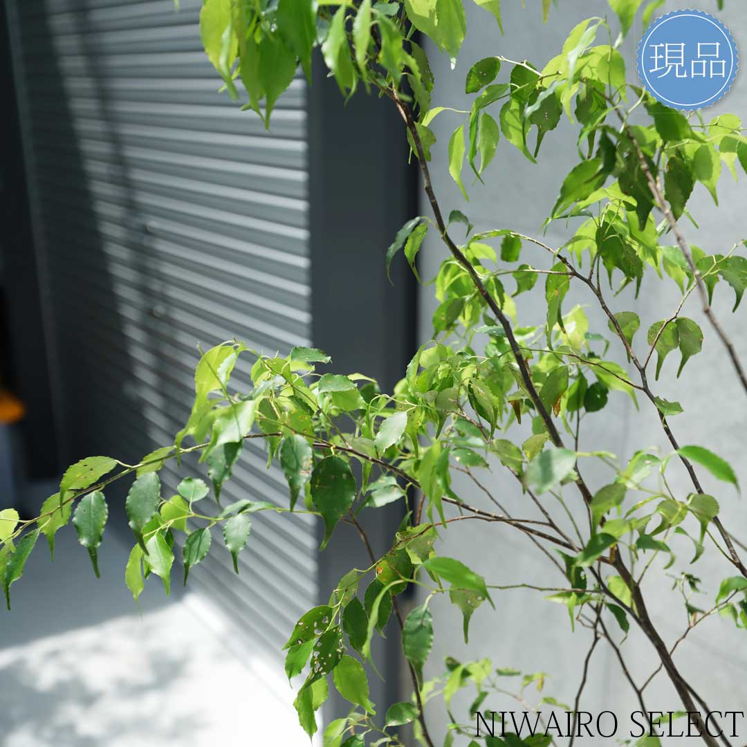 楽天市場】【現品】山採り【ハイノキ】株立ち 自然風樹形 樹高H≒185