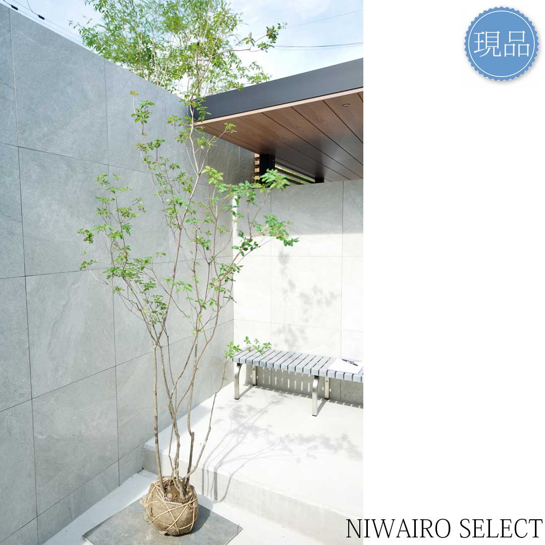 楽天市場】【現品】山採り【バイカツツジ】バイカドウダンツツジ 梅花