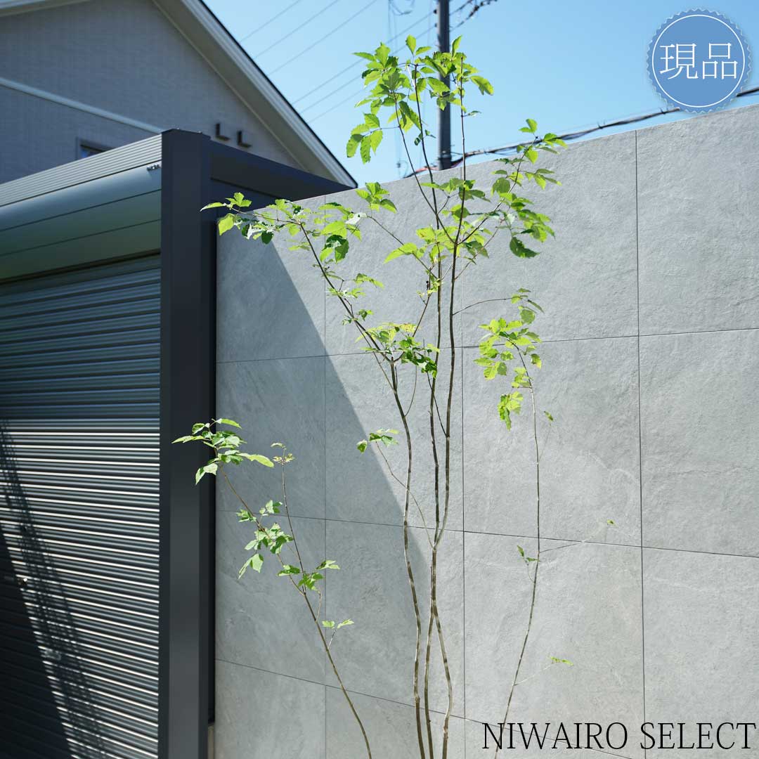 楽天市場】【現品】山採り【アオダモ】株立ち 自然風樹形