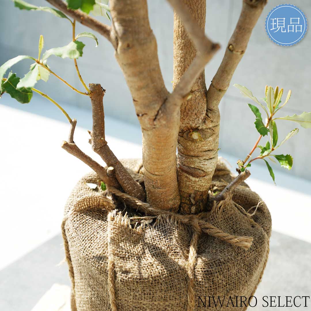 楽天市場】【現品】【バンクシア】コーストバンクシア オージー