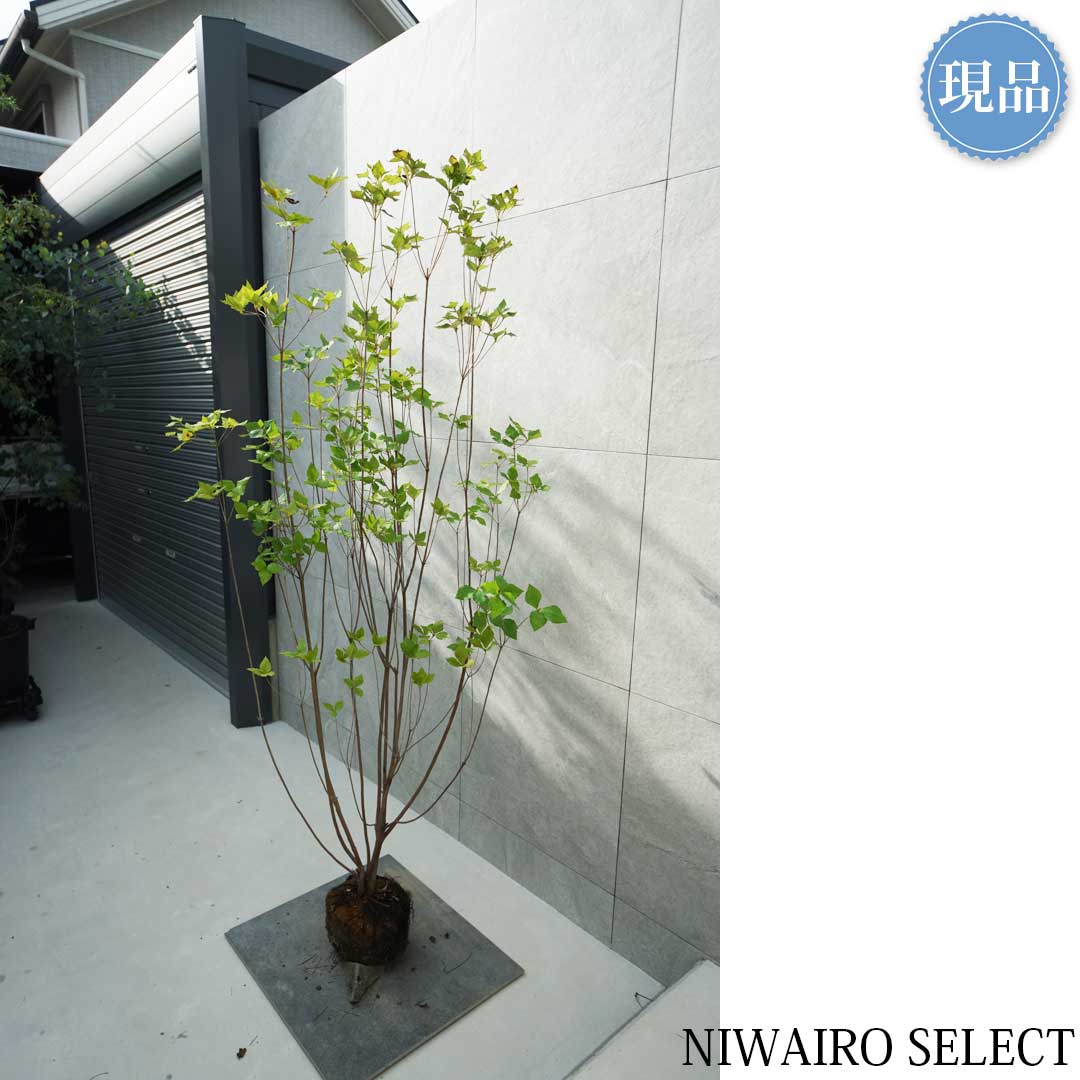 楽天市場】【ミツバツツジ】三つ葉躑躅 株立ち 自然風樹形 樹高H≒185