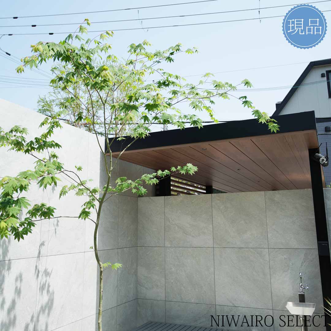 楽天市場】【現品】山採り【コハウチワカエデ】小羽団扇楓 自然風樹形