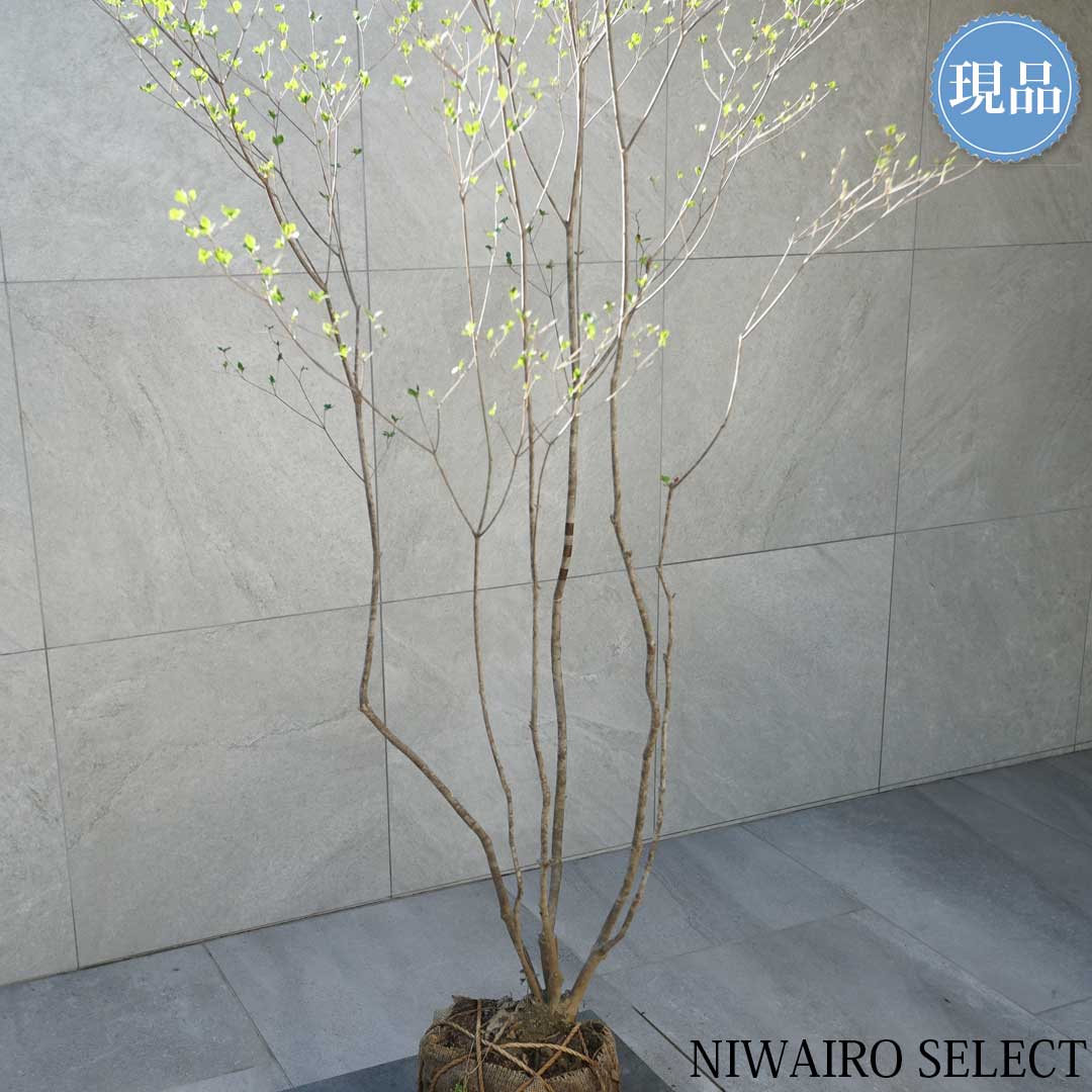 楽天市場】【現品】山採り【アブラツツジ】アブラドウダンツツジ 油