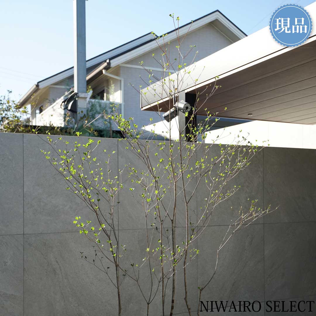 楽天市場】【現品】山採り【アブラツツジ】アブラドウダンツツジ 油